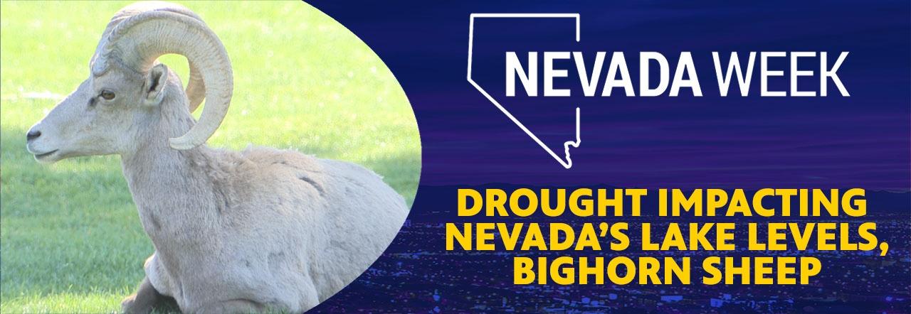 Nevada Week Drought Impacting Nevada's Lake Levels, Bighorn Sheep
