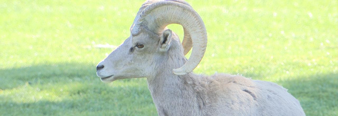 Desert bighorn sheep