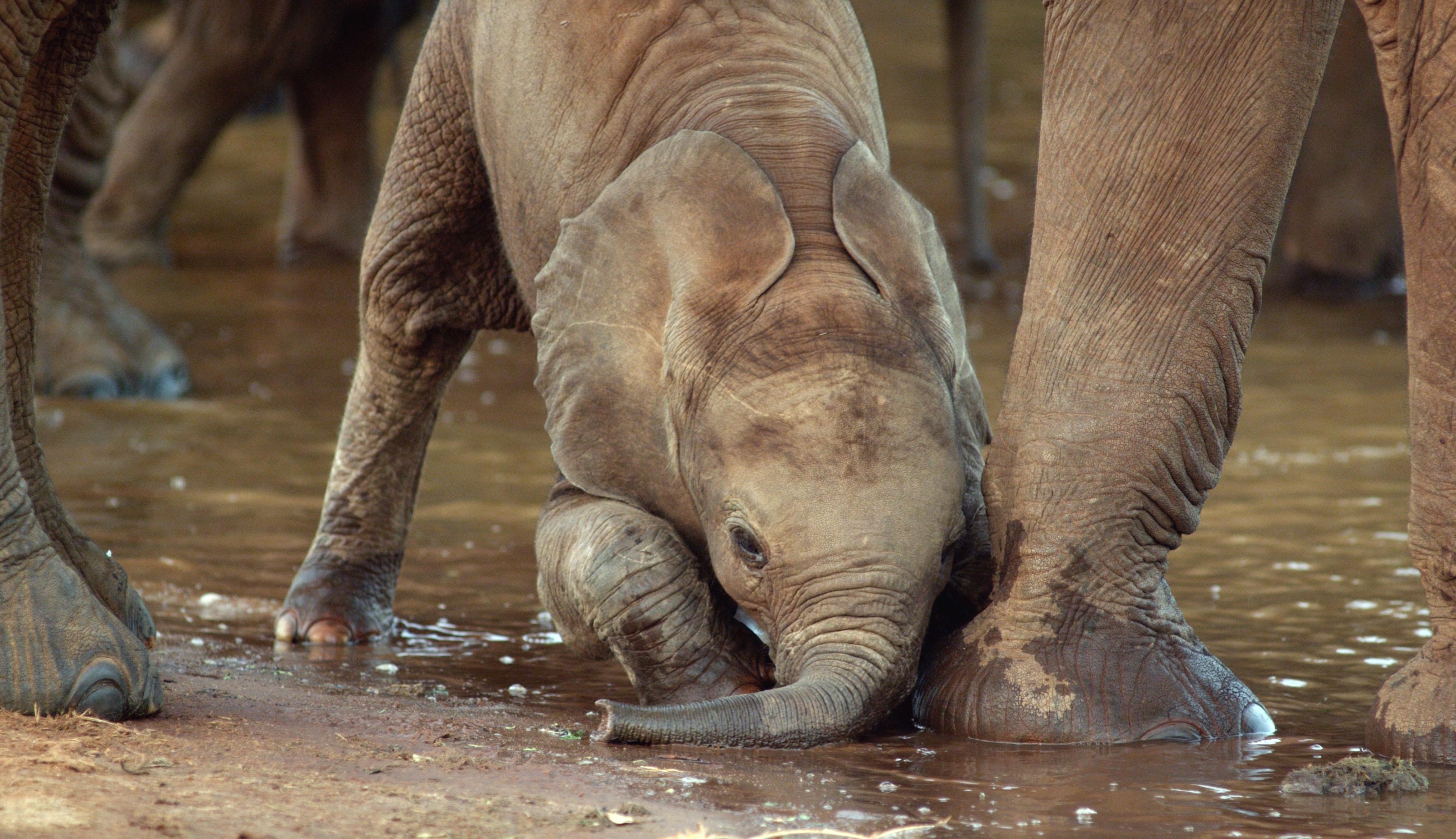 Elephant calf drinking water