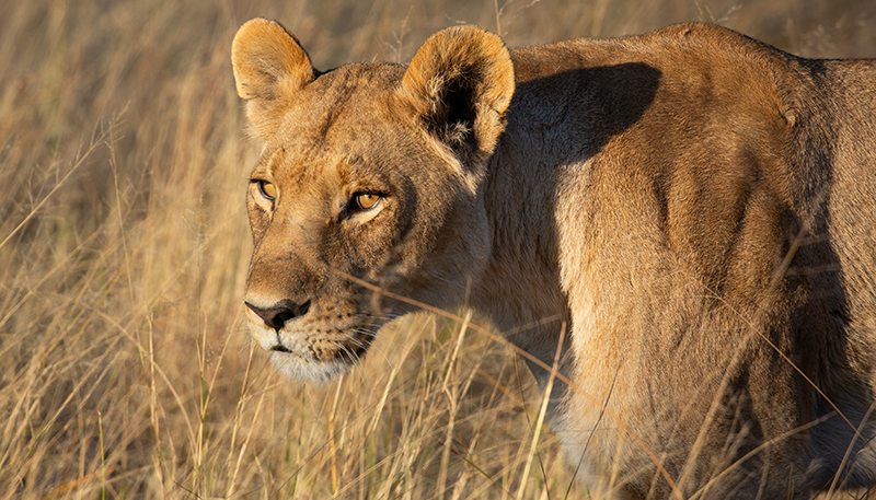 A close up photo of a female lion standing in tall grass.