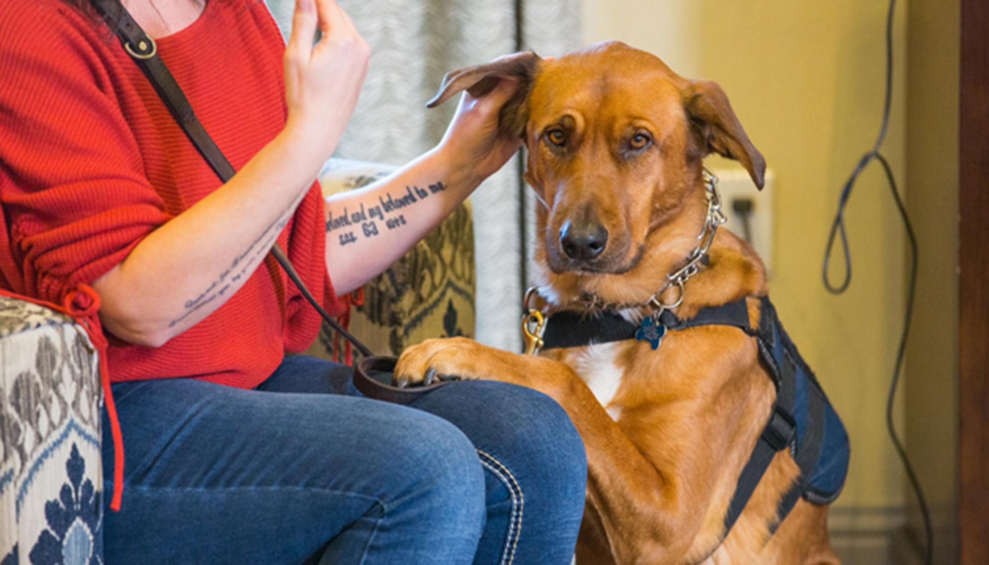 A K9 sits with it's owner with a leash on, looking at the camera.