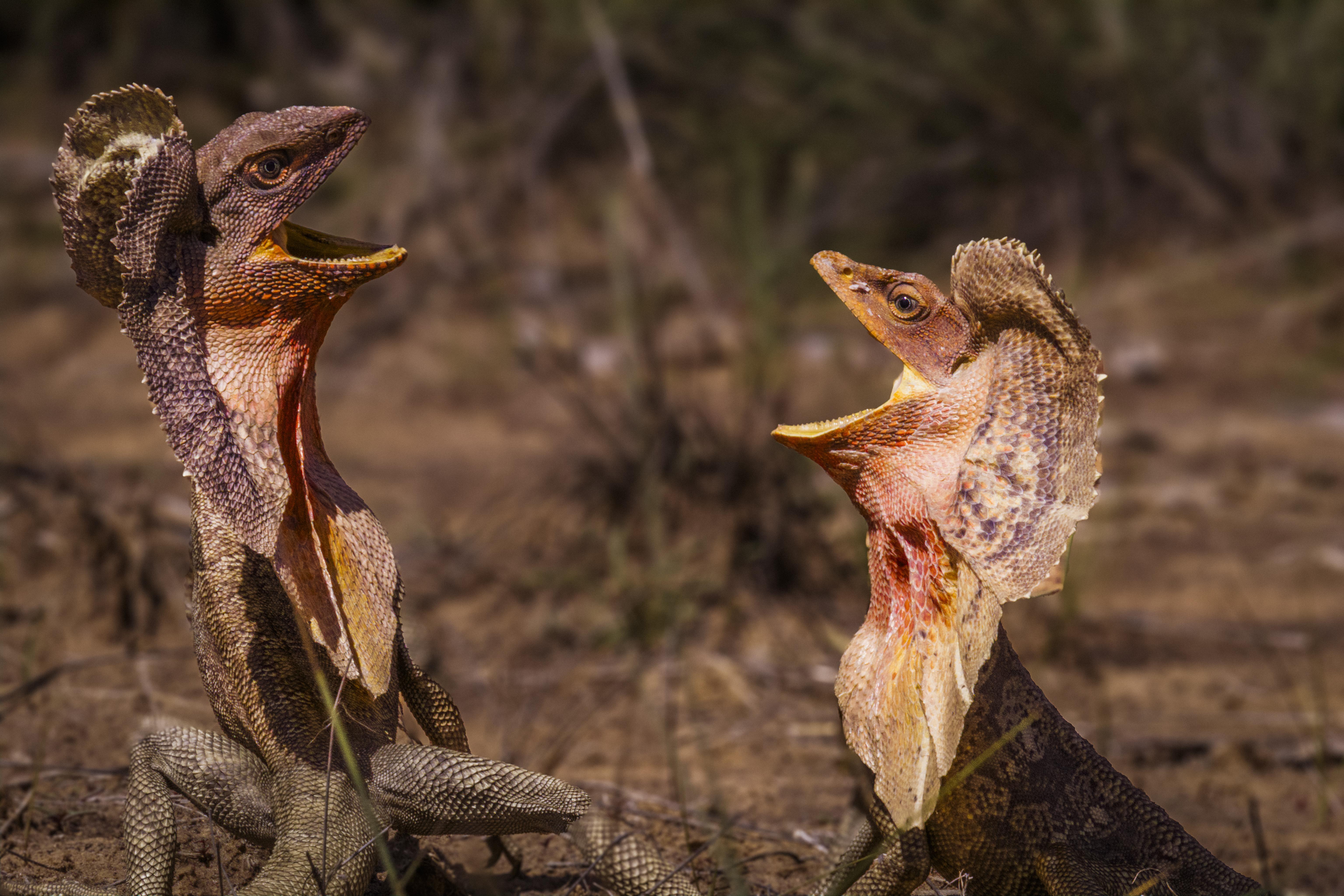 Two frilled neck lizards facing each other with their frills out.