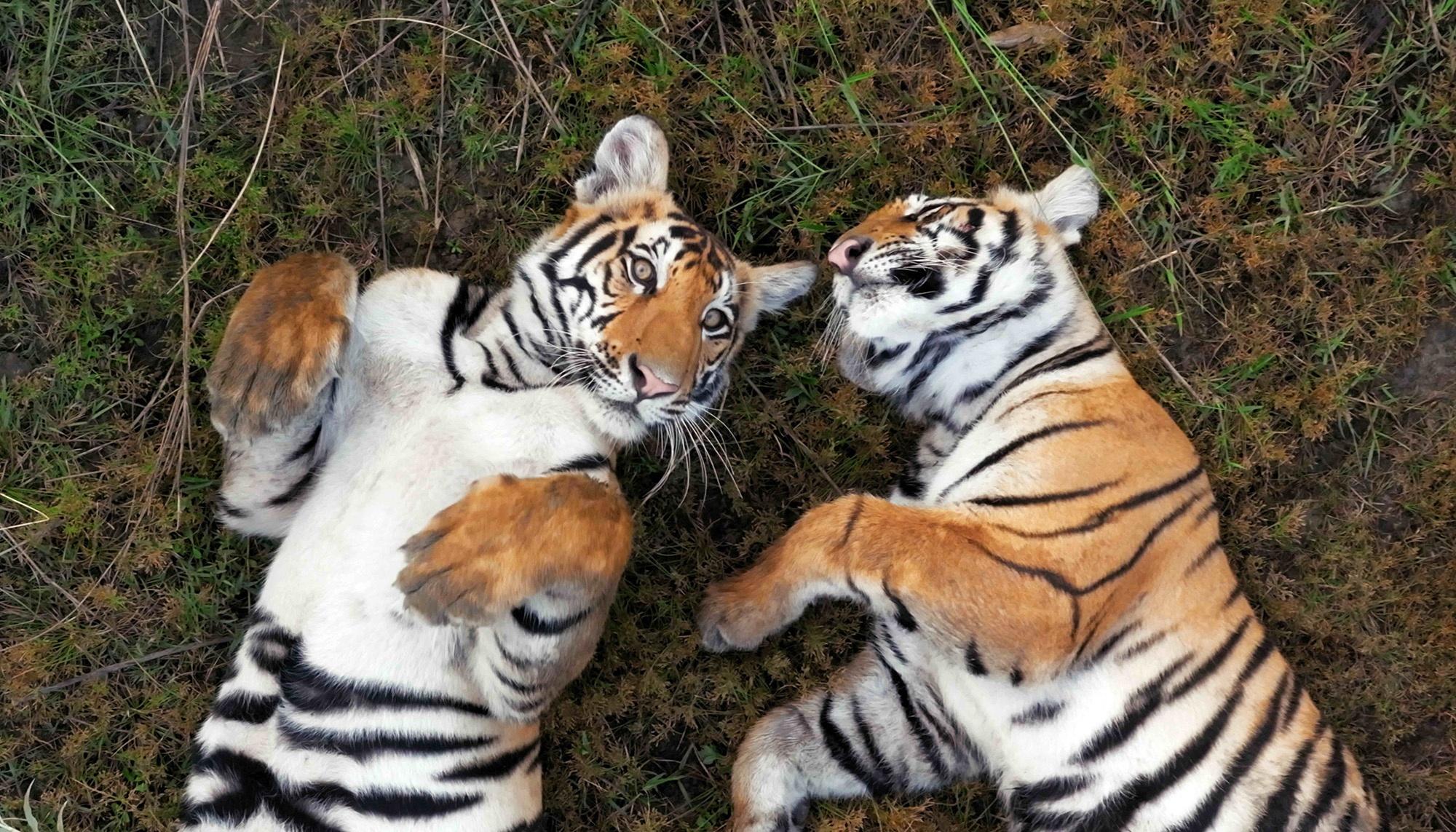 "Asa" and "Bune" two cubs belonging to the tigress named "Goma" in Western Nepal.