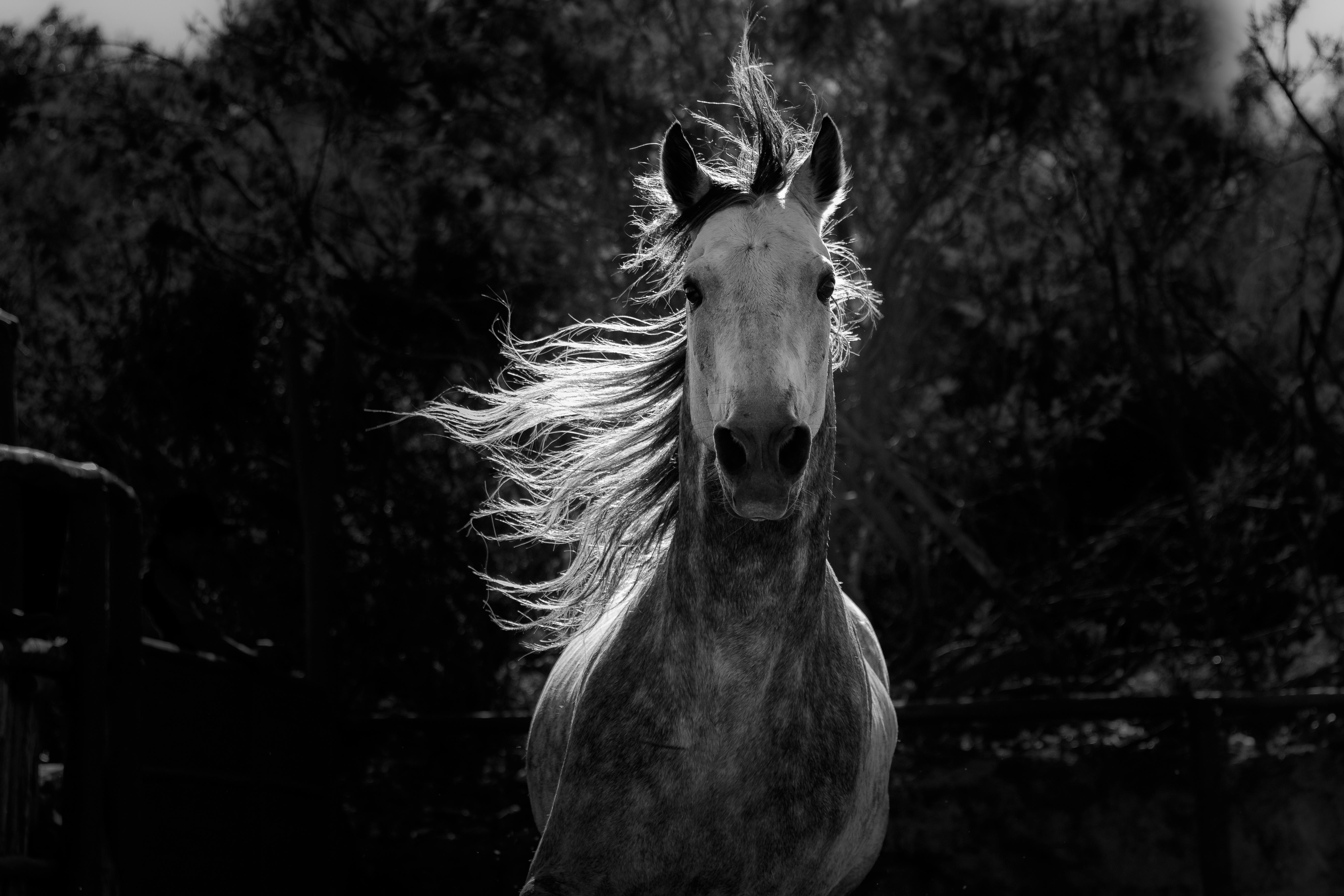 An Arab horse is running against a dark background.