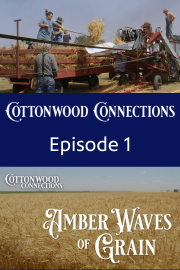 Amber Waves of Grain