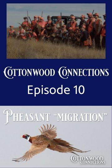 Pheasant Migration