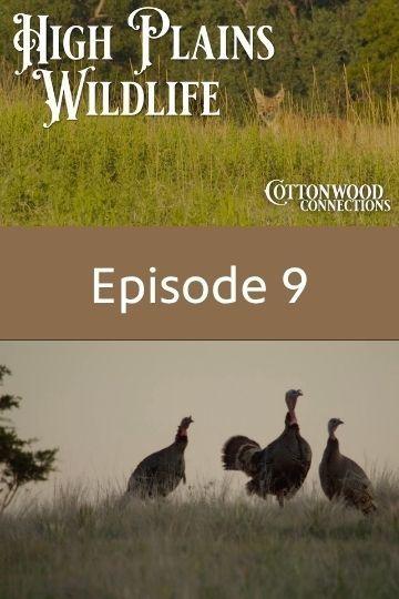 Ep 9 - High Plains Wildlife