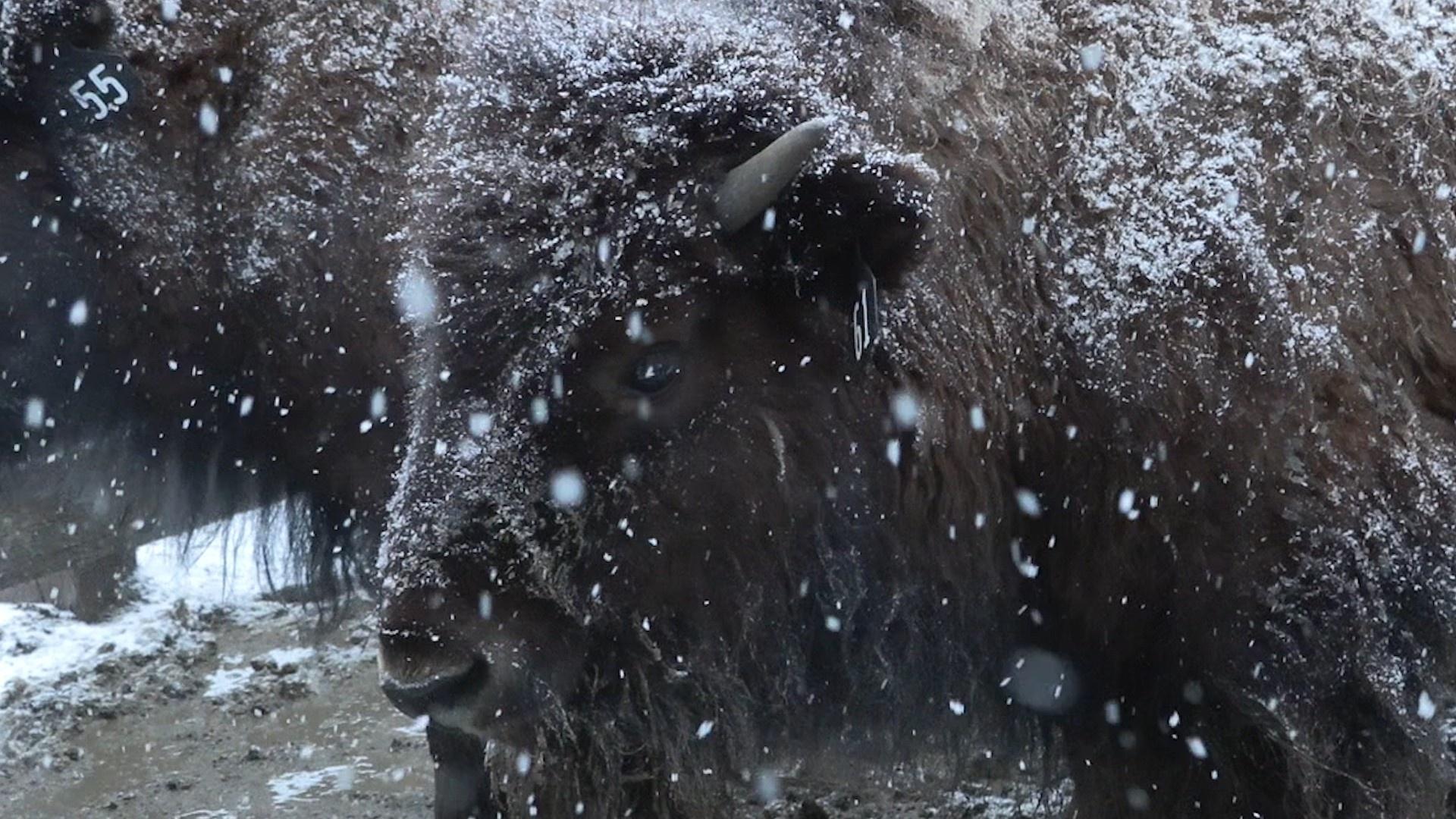 A bison at Genesee Park in Golden, Colorado, prepares for transfer Monday, March 21, 2022.