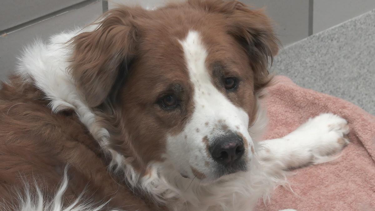 A brown and white dog at a Colorado animal shelter. The Dumb Friends League’s three shelters across Colorado are experiencing an increase in relinquished pets and stray dogs.