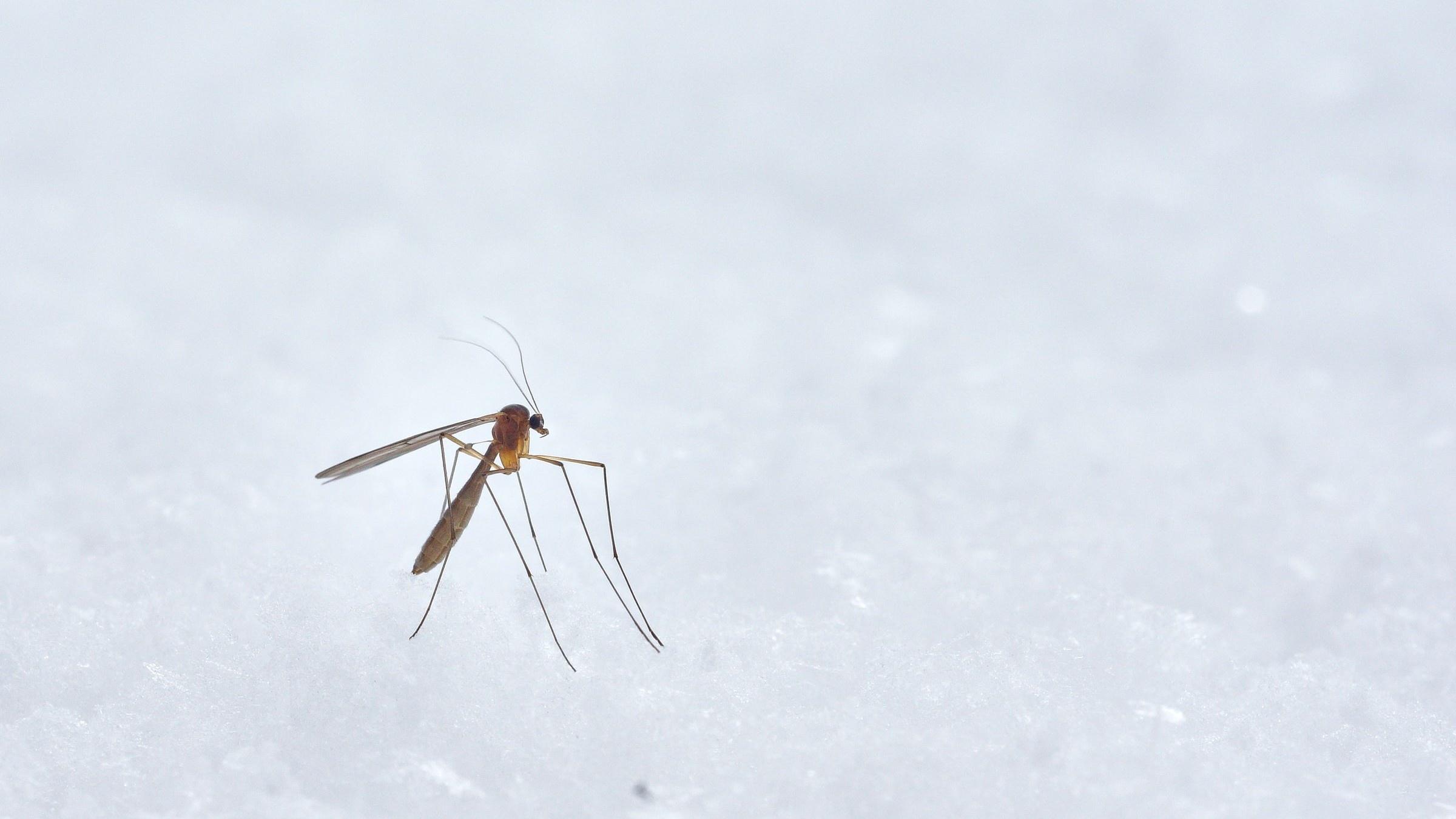 As climate change brings more drought and pushes temperatures toward what is termed the “Goldilocks zone” for mosquitoes — not too hot, not too cold — scientists expect West Nile transmission to increase in Colorado and across the country.