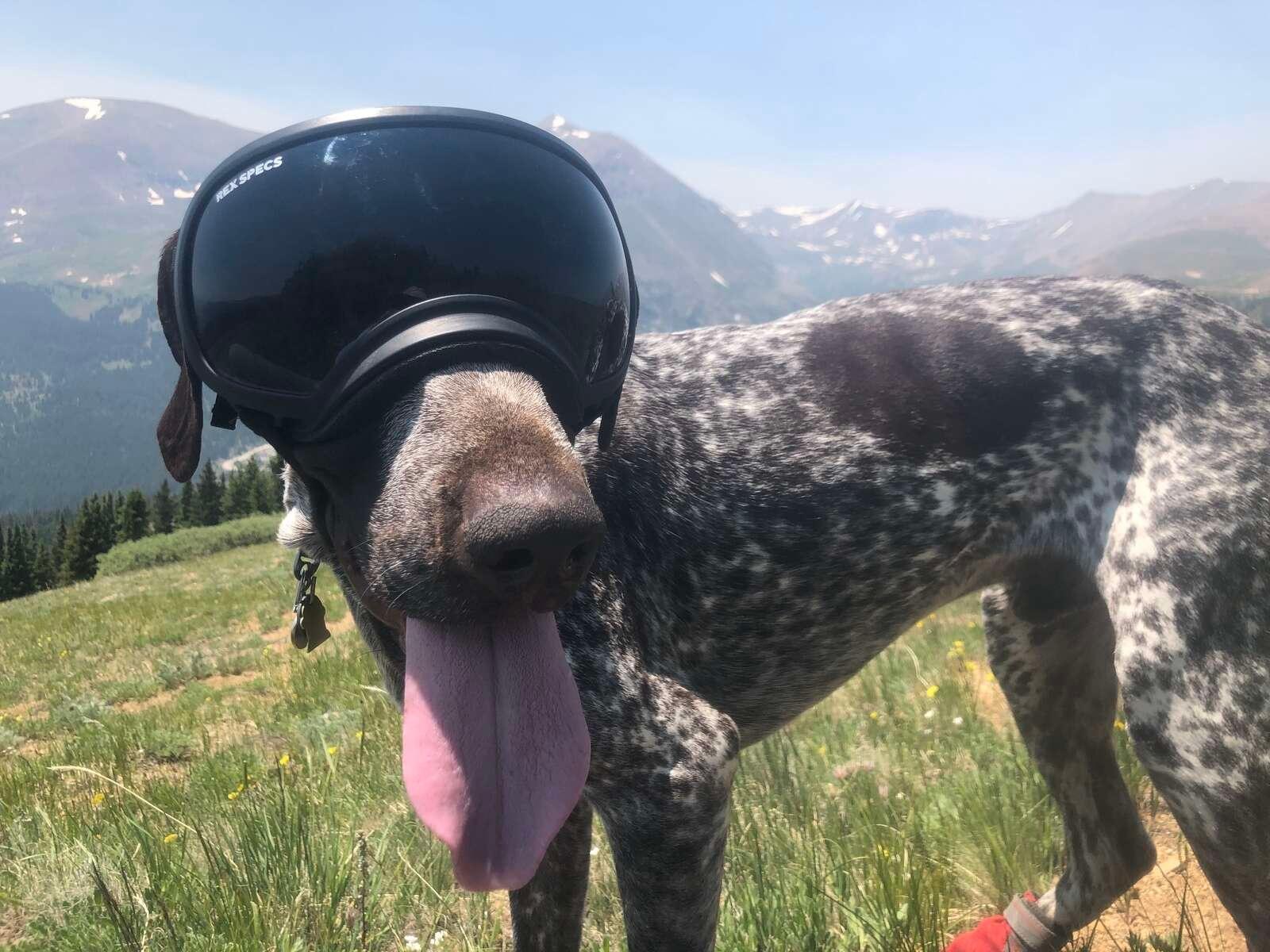 The country's only conservation dog that detects bumblebees is working in Summit County.