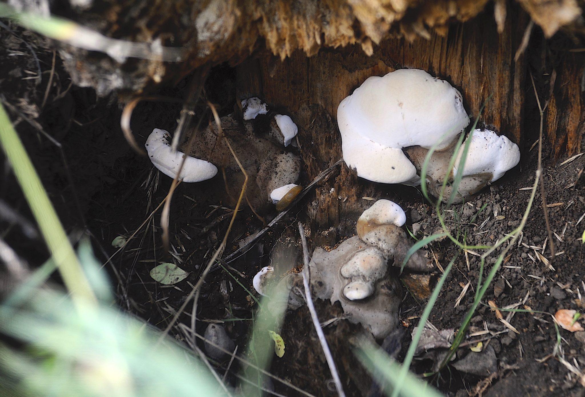 So Many Mushrooms! (U.S. National Park Service)