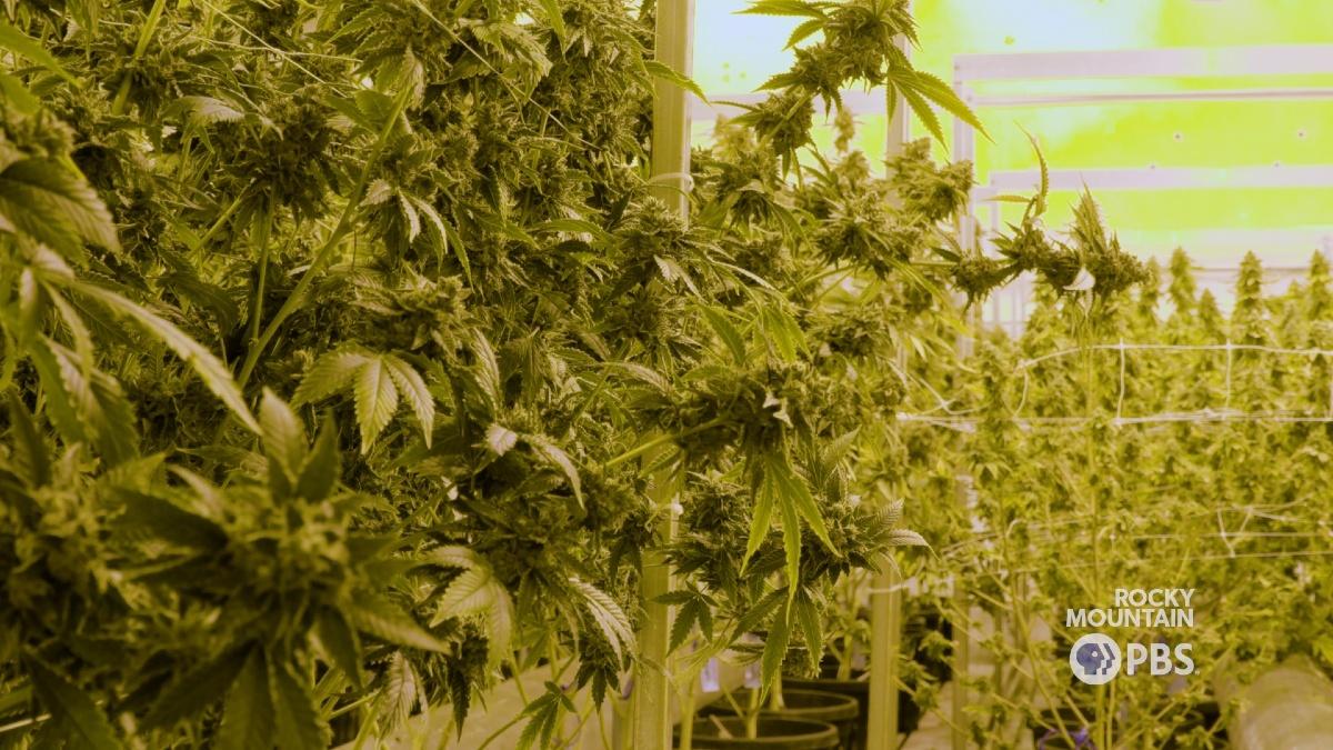Indoor cannabis cultivation is responsible for about as much greenhouse gas emissions in Colorado as the state's coal industry.