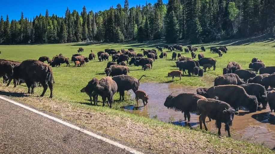 Instead of hunting the bison at the Grand Canyon, Governor Jared Polis has another idea: send them to Colorado.