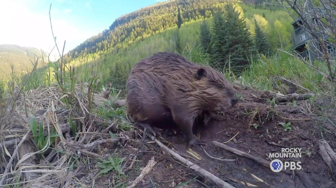 Thousands of abandoned mines plague the West. One Colorado hydrologist's solution for an easier cleanup is the American beaver.
