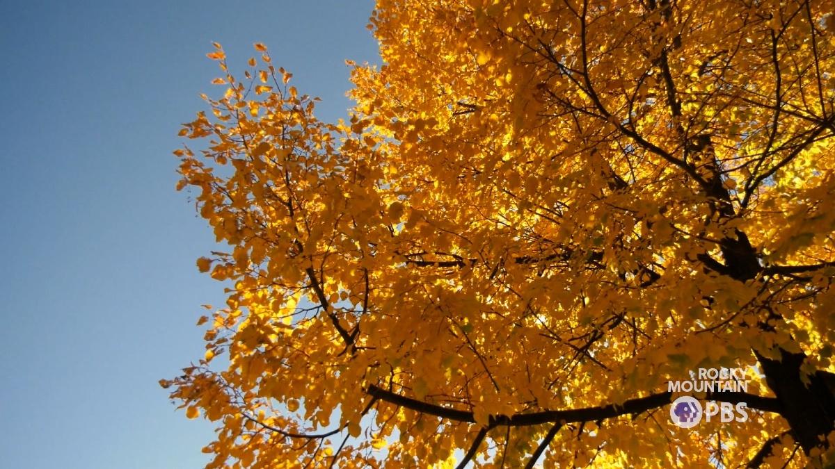 Colorado was spoiled this year with beautiful fall colors.