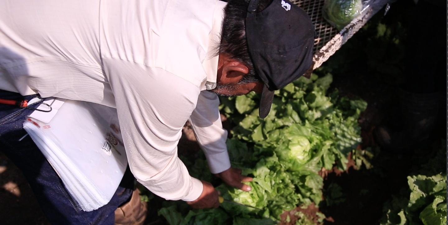 From the documentary, a photo of a farmworker harvesting lettuce. He is wearing a black baseball cap and a white shirt.
