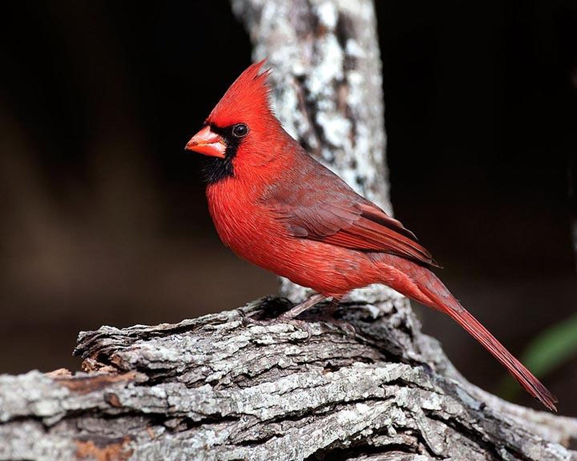 South Dakota's Birds of Spring
