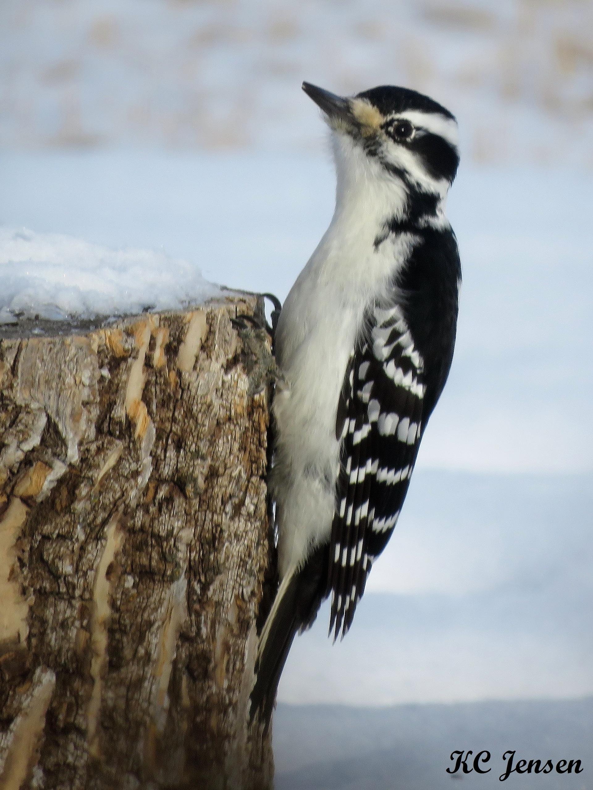 South Dakota's Birds of Spring