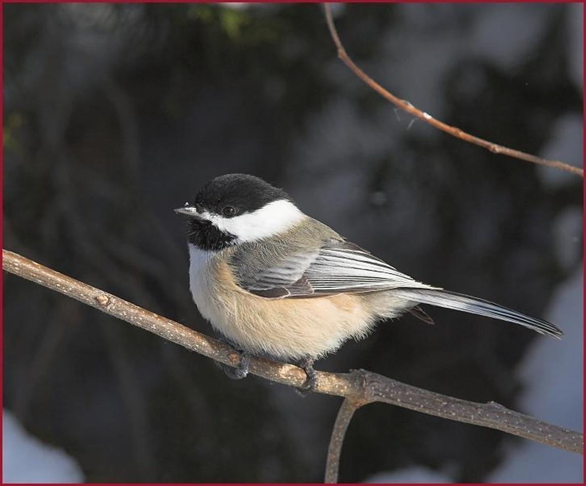 Types Of Birds In South Dakota