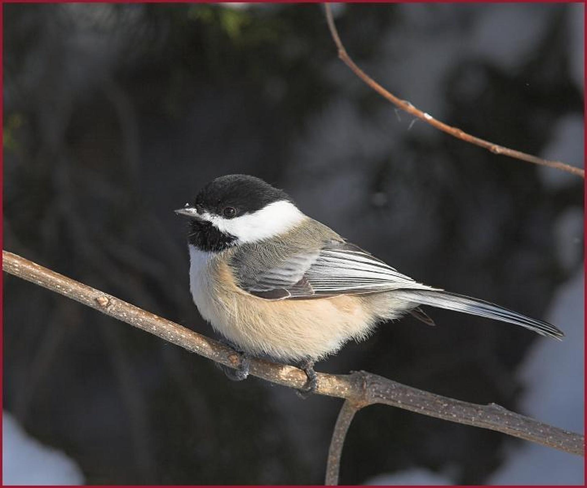South Dakota's Birds of Spring