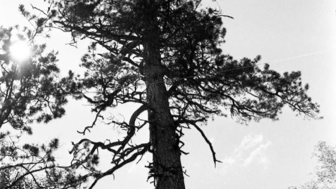 tall lodgepole pine tree