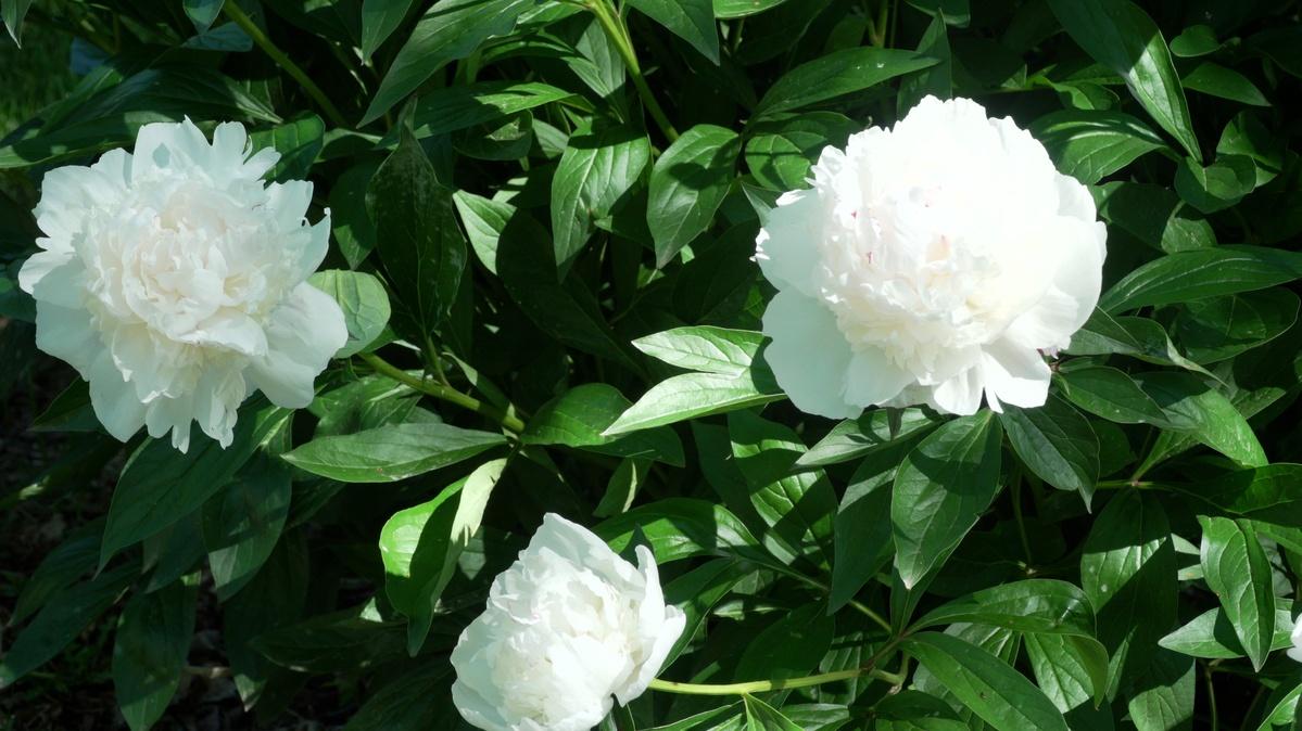 South Dakota Home Garden