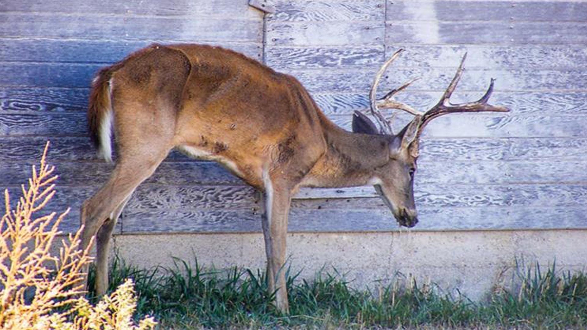 Game, Fish And Parks Considers Proposal Limiting Fatal Deer, Elk Disease