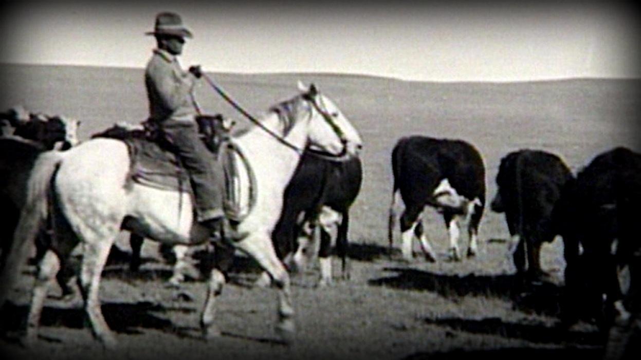 Cowboy on horse moving cattle. 