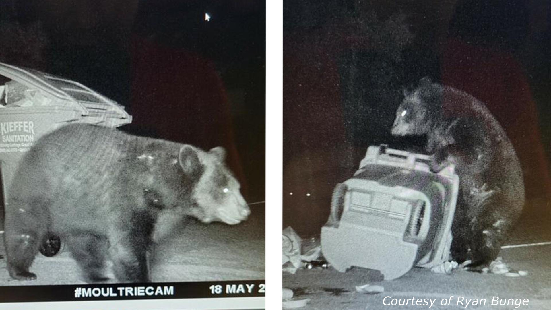 Two images, one of a bear walking next to a garbage can and the other of a bear tipping a garbage can over. 