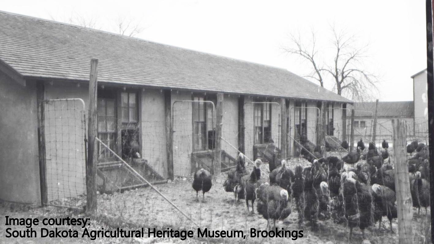 Archival photo of a farm building with a fence. Many turkeys are found within the fence. 