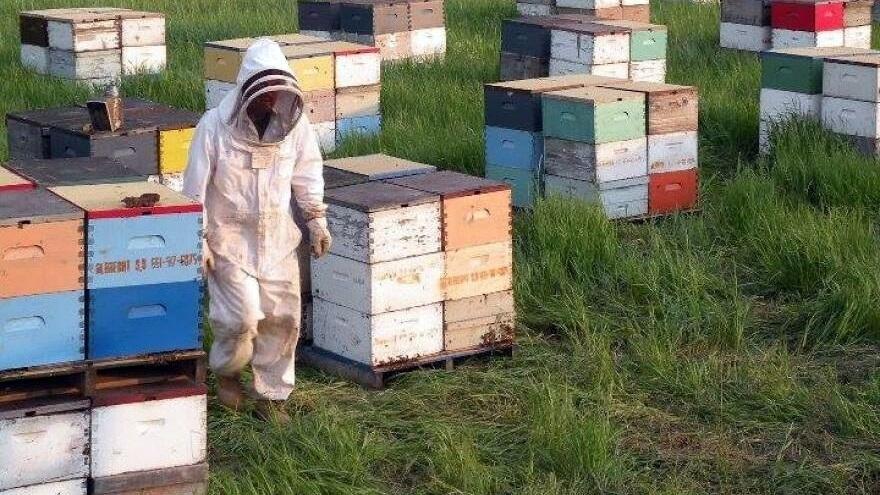 Bee keeper walking next to bee boxes. 