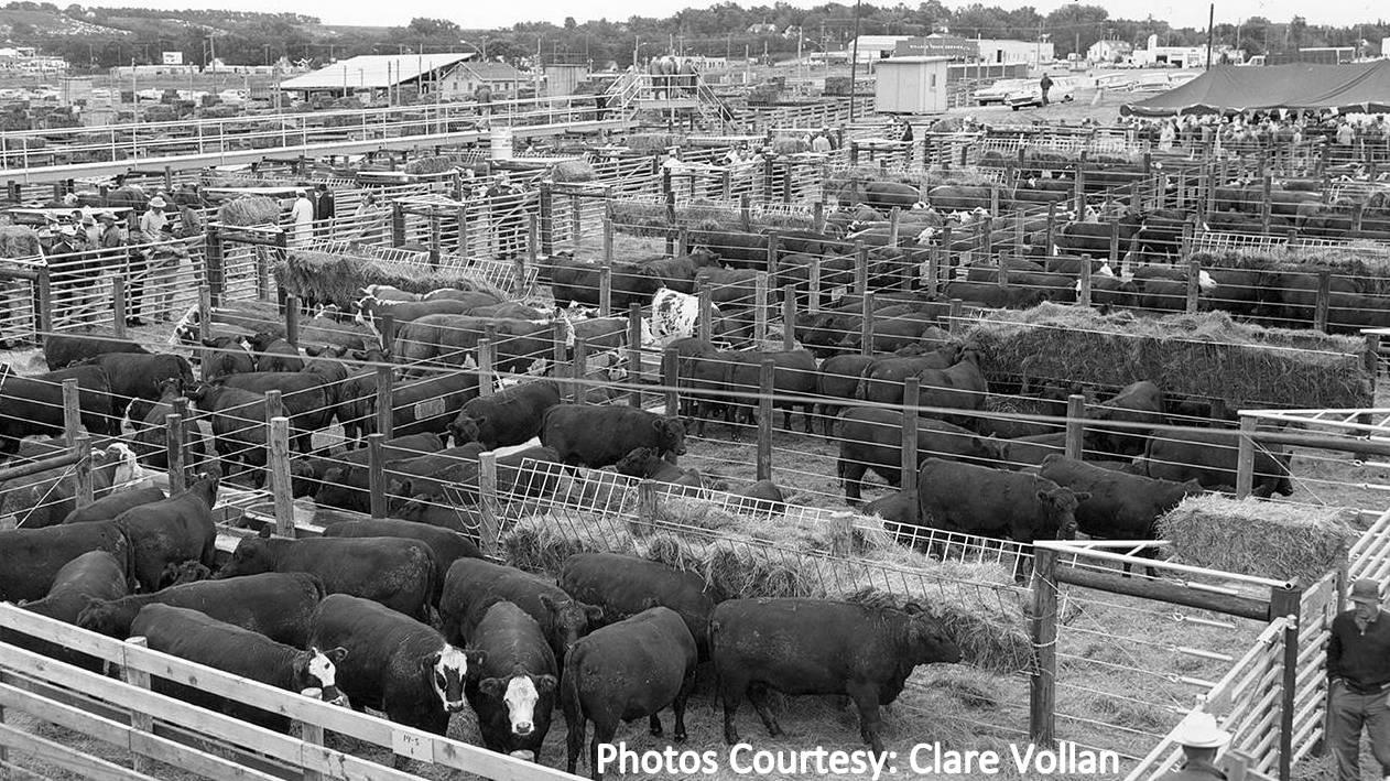 Archival photo of the Sioux Falls stockyard. 