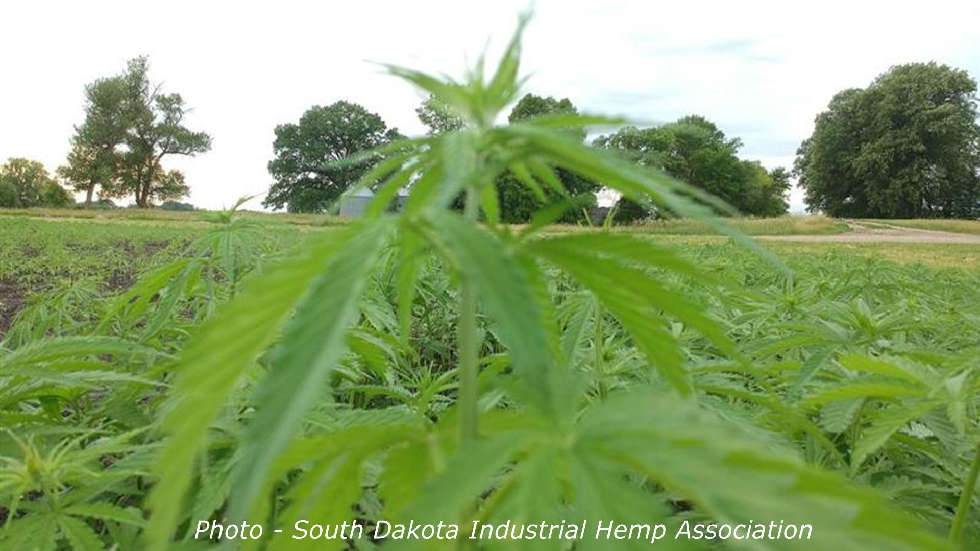 Marijuana field. 