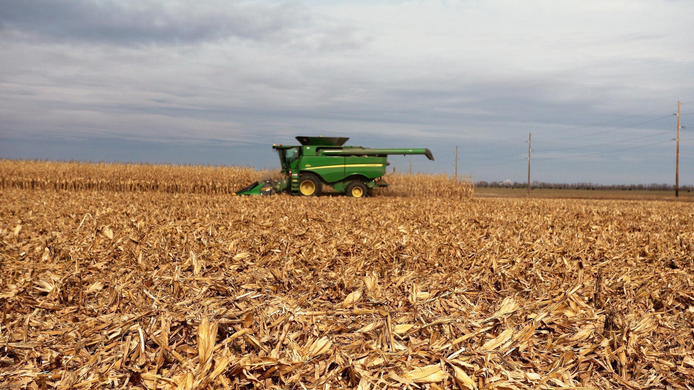 Combine in a cornfield. 