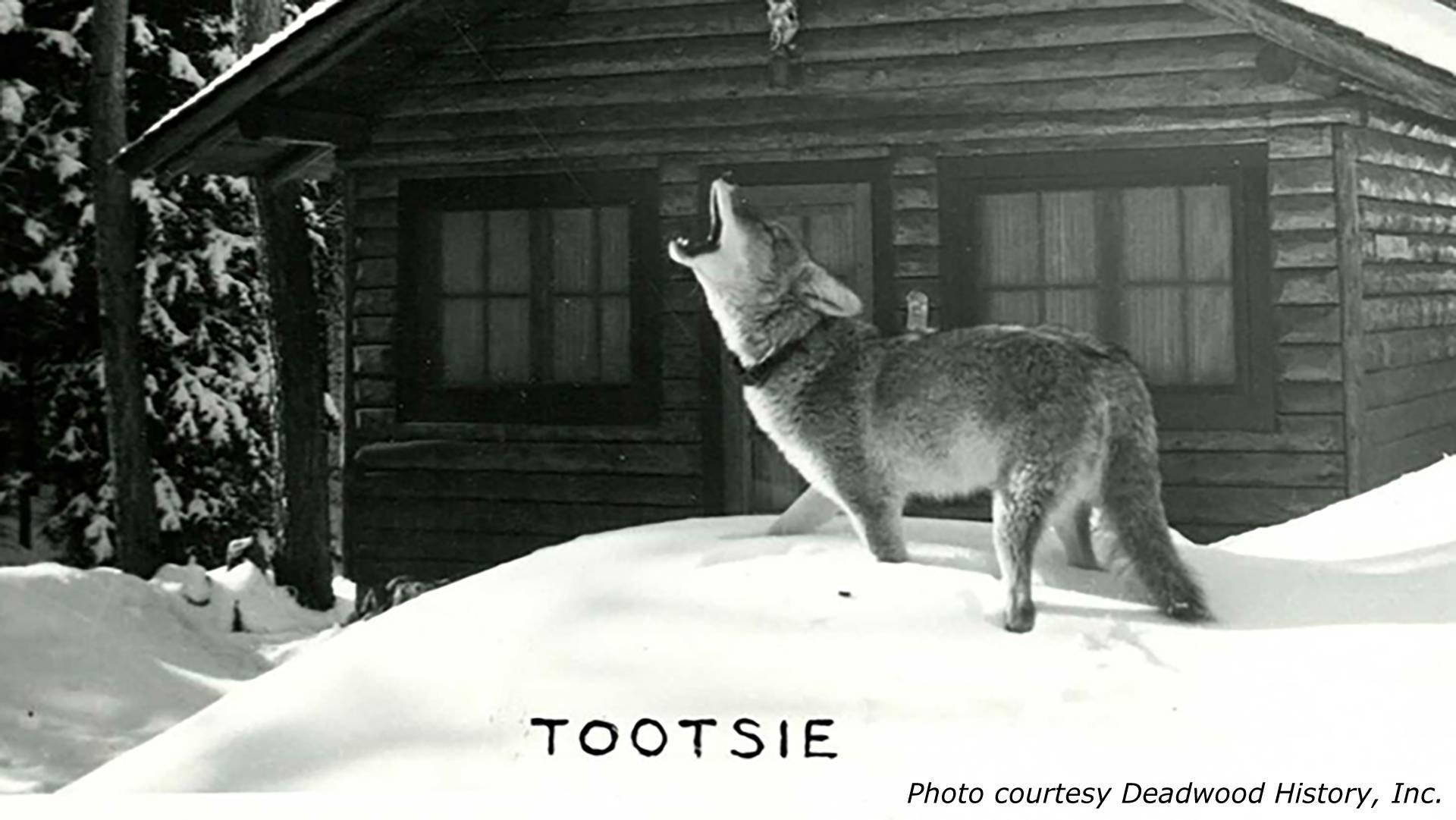 A coyote standing in the snow howling in front of a cabin. 