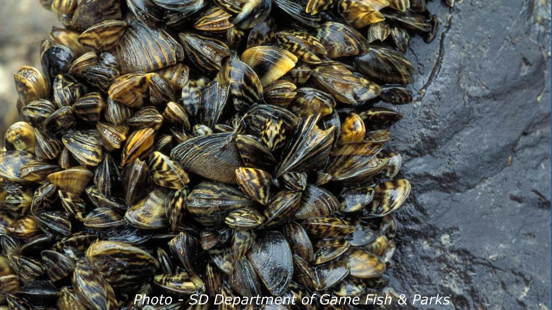Many zebra mussels are attached to a rock. 