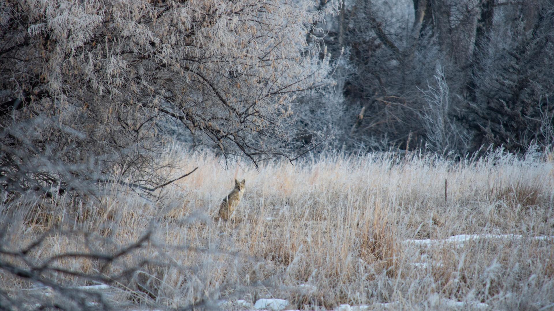 A coyote is sitting in a wooded area. 