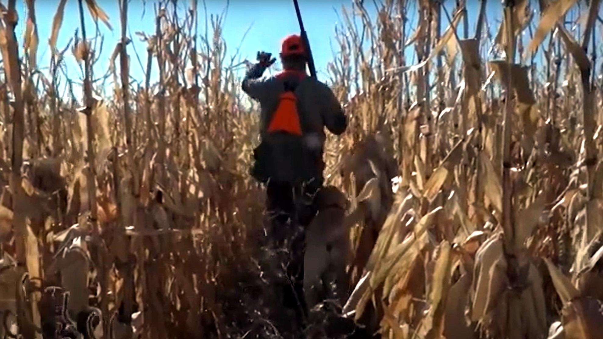 Pheasant hunter walking in a cornfield.  
