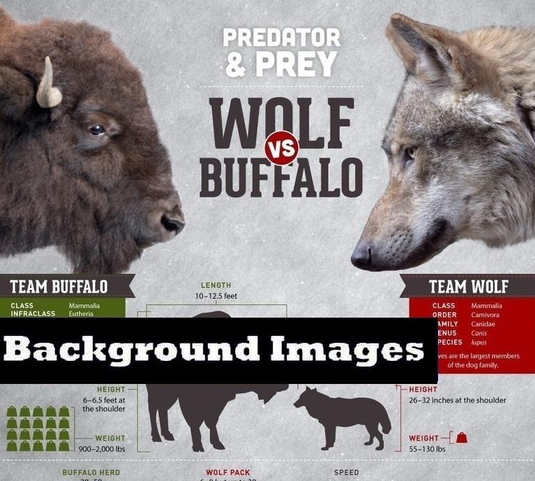Background Images graphic, an image of a buffalo head and wolf head are facing each other. Text reads Predator and Prey, Wolf Vs. Buffalo. 