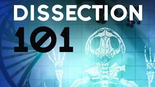 Dissection 101 graphic - a frog skeleton is shown.  