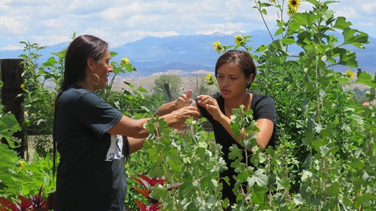 Two Native American women gathering food from a garden.  