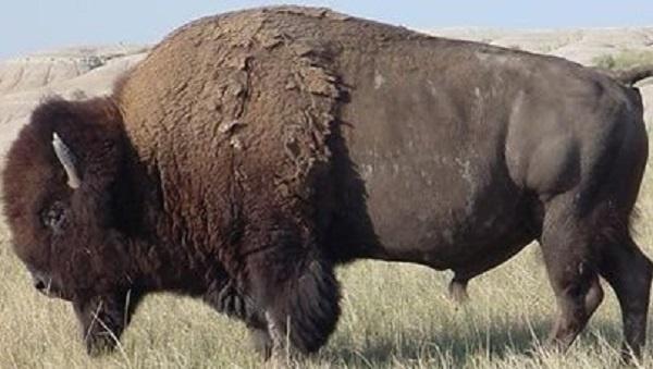 Large male buffalo. 