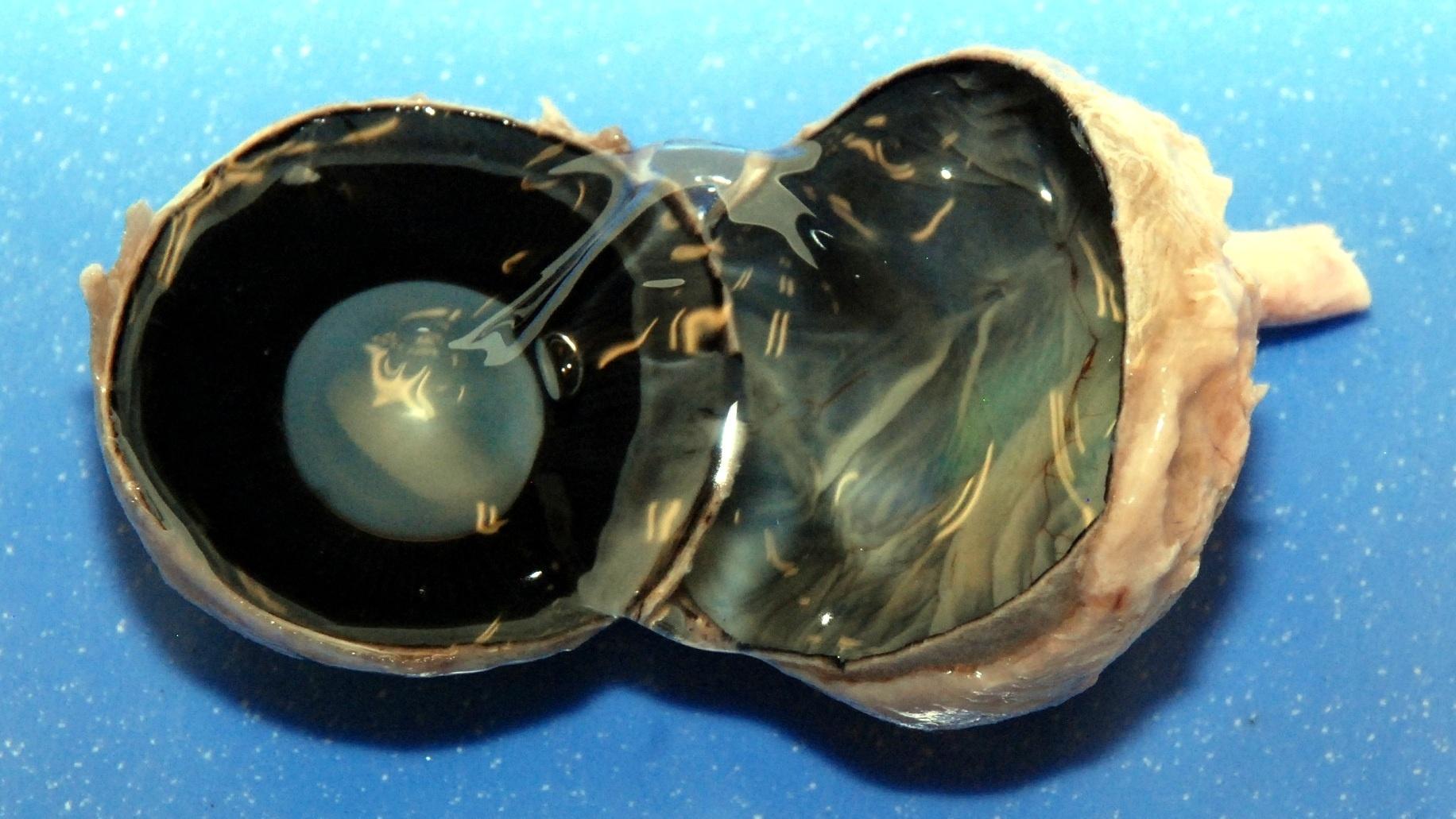 Decorative image for the Dissection 101 series - a dissected cow eyeball is shown.