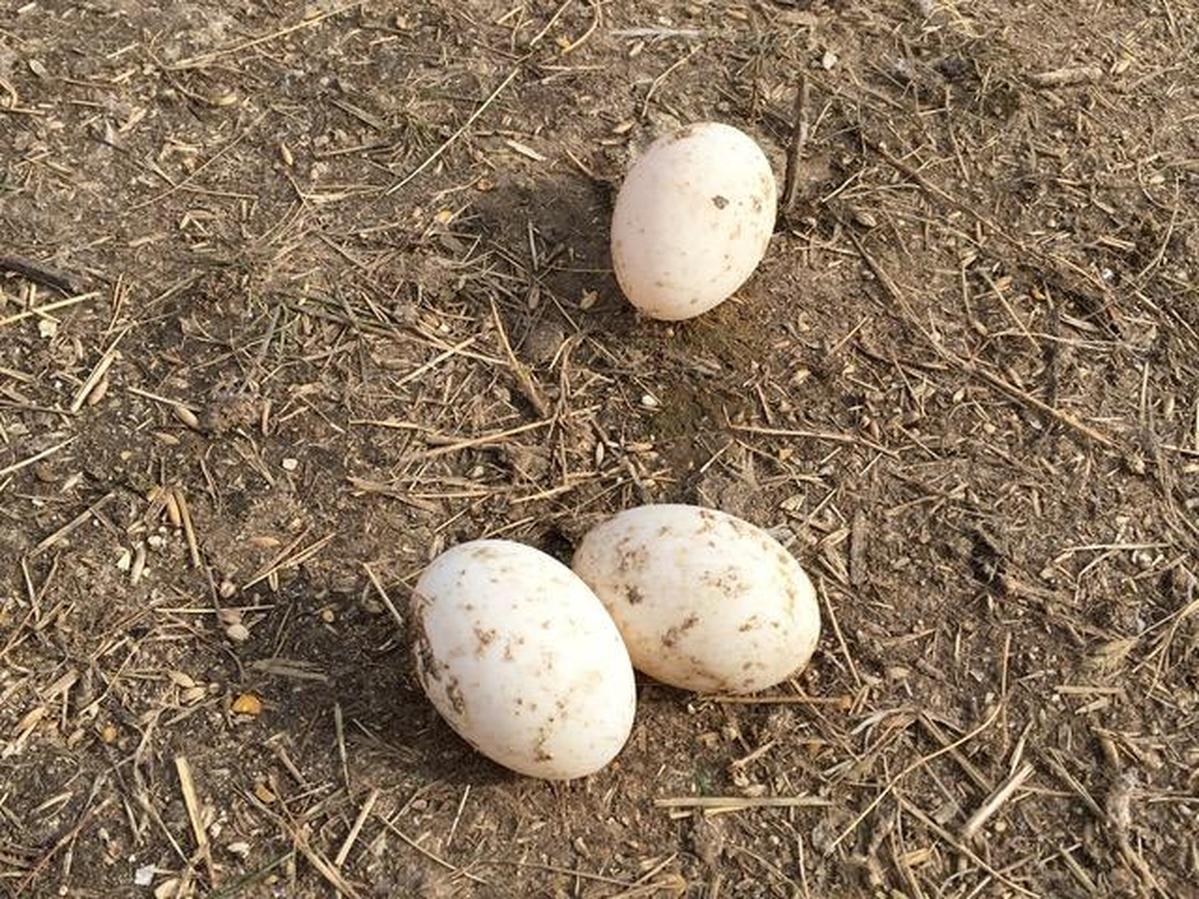 Locally Grown Duck Eggs For Sale In Sioux Falls