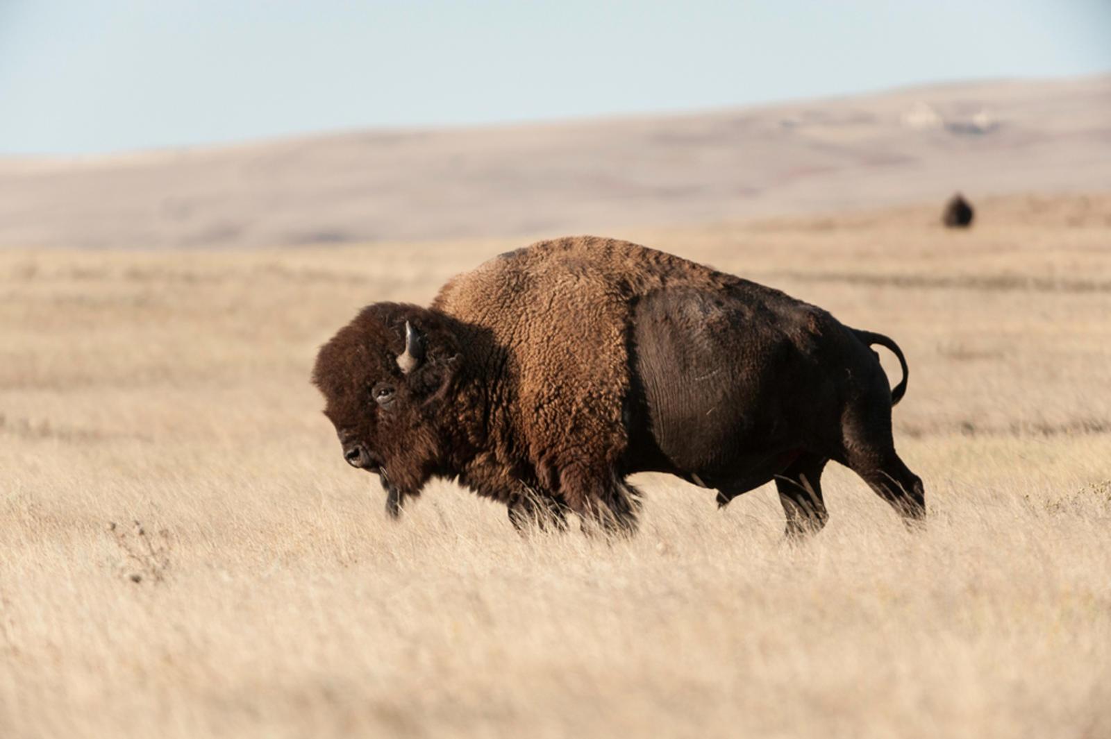 Large male buffalo. 