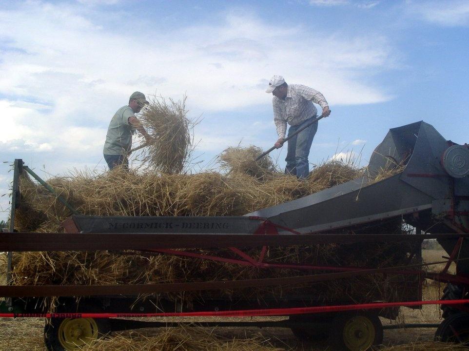Forking sheaves into the thresher
