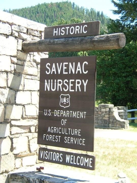 Savenac Nursery