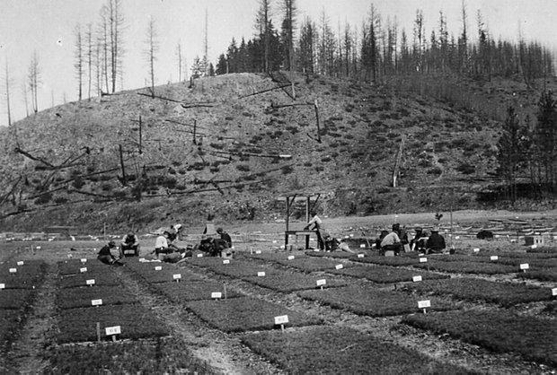 Savenac Nursery in Haugan oldest in United States