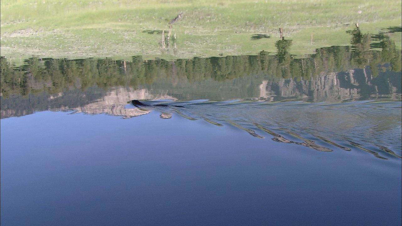 otter swimming across Trout Lake